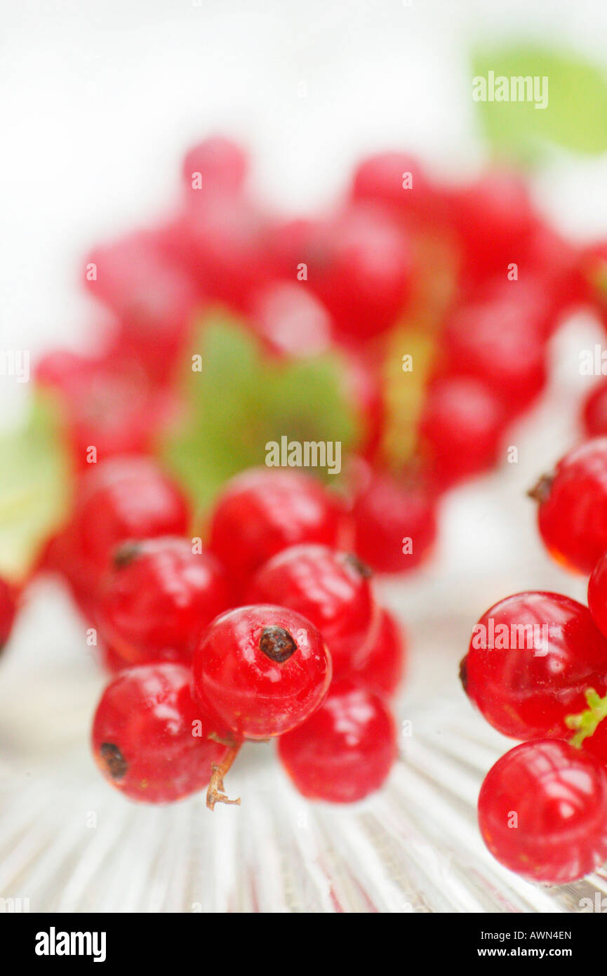 Groseilles rouges sur un plateau en verre Banque D'Images