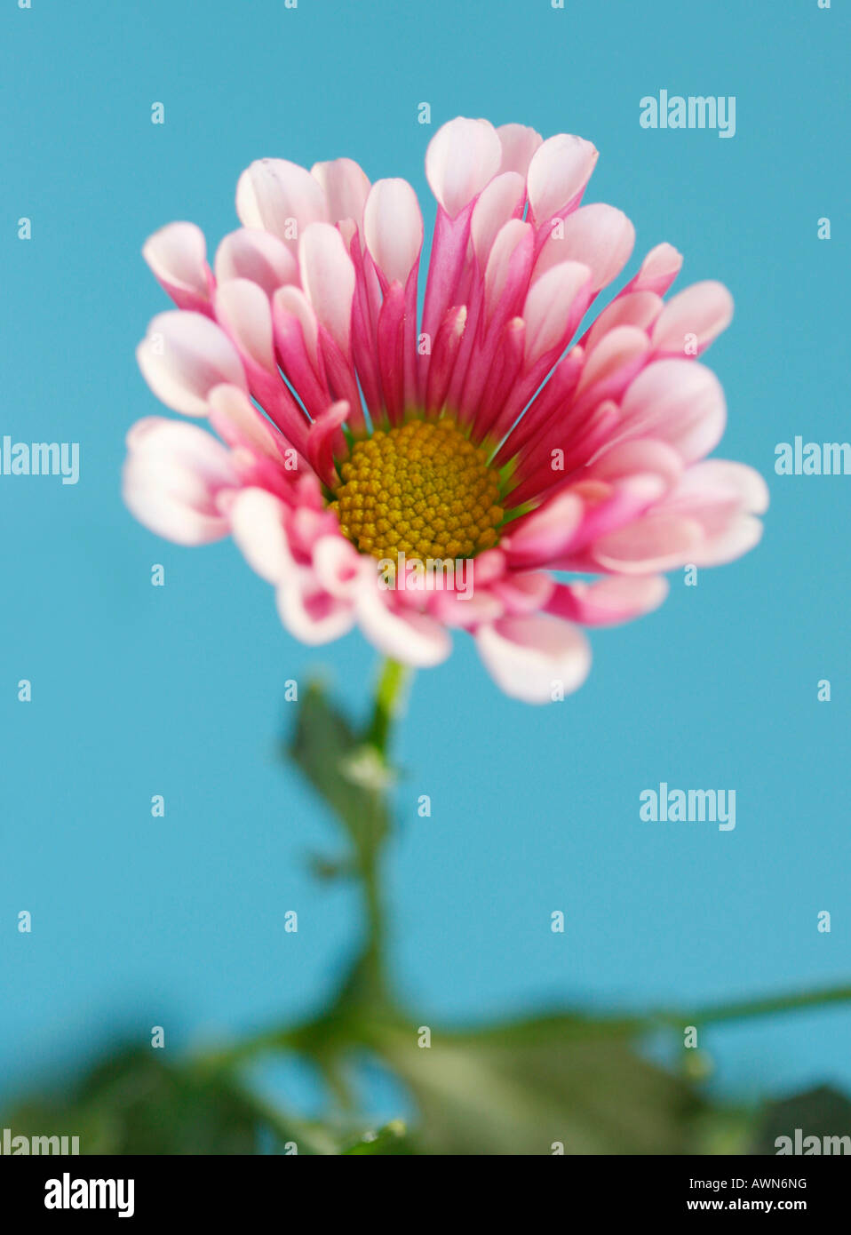 Maman ou chrysanthème (Asteraceae) Banque D'Images