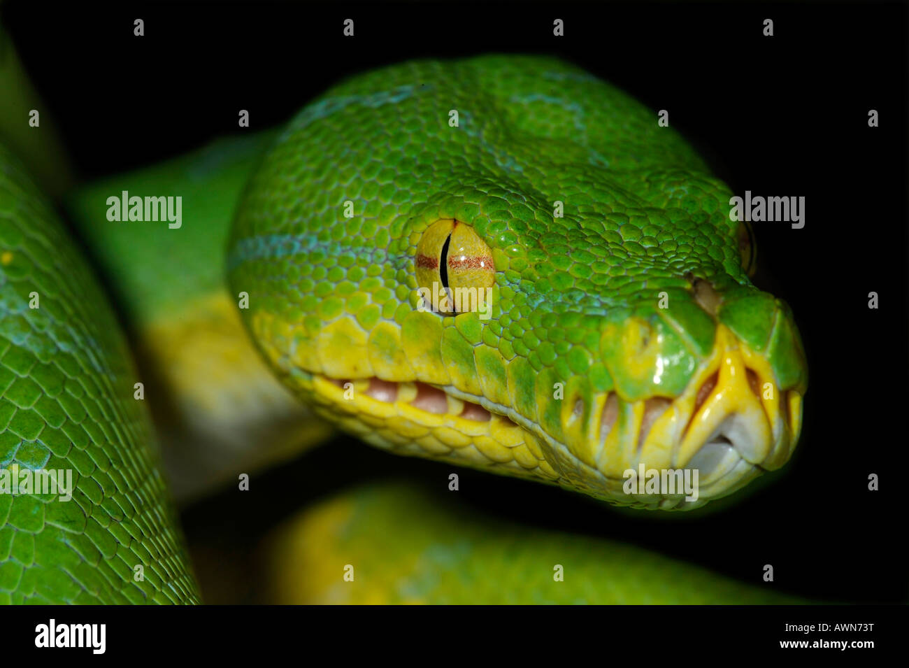 Python (Chondropython viridis, Morelia viridis) Guinée également Banque D'Images