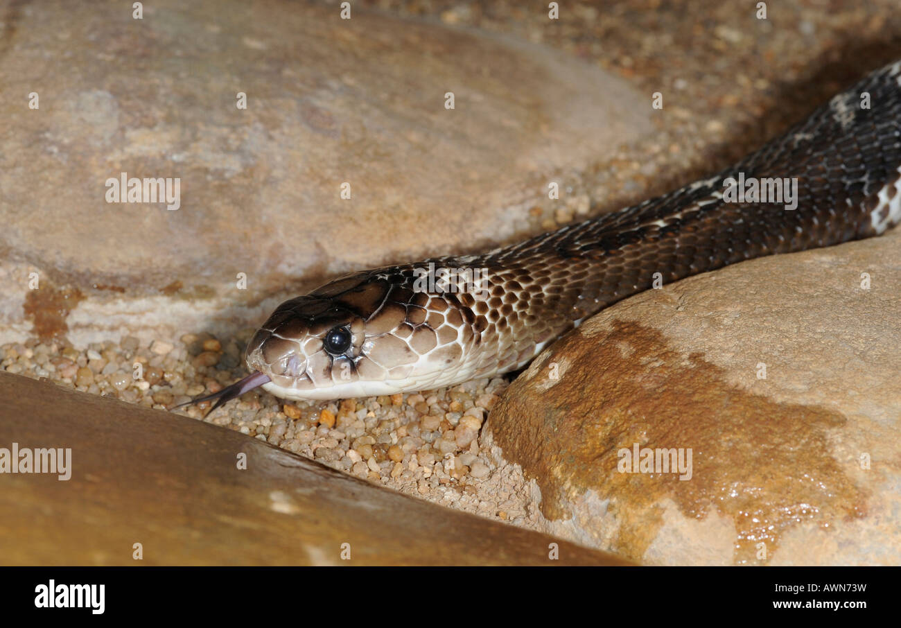 Ours à lunettes ou Indien (Naja naja kaouthia) Banque D'Images