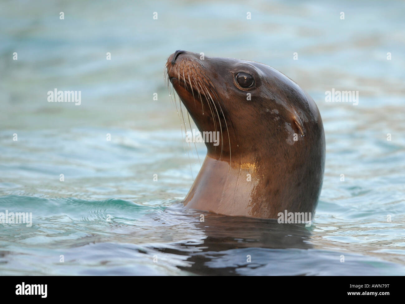 De Californie (Zalophus californianus) Banque D'Images