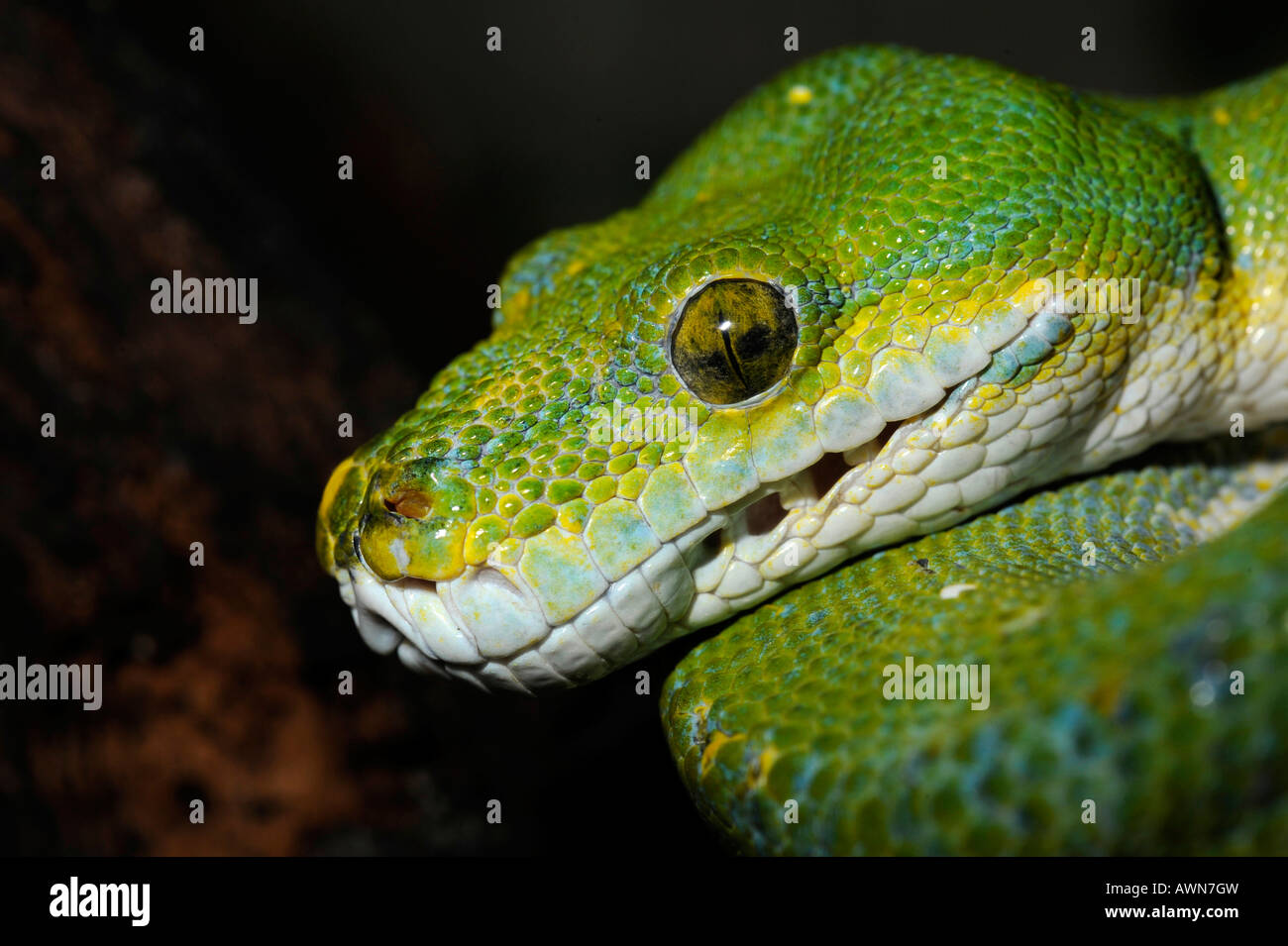 Python (Chondropython viridis Morelia viridis), également Banque D'Images