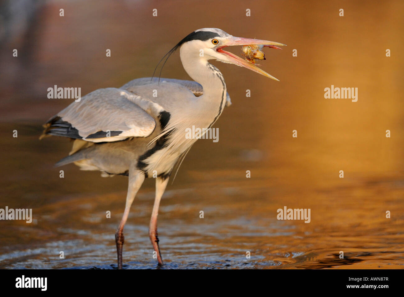 Héron cendré (Ardea cinerea) Banque D'Images