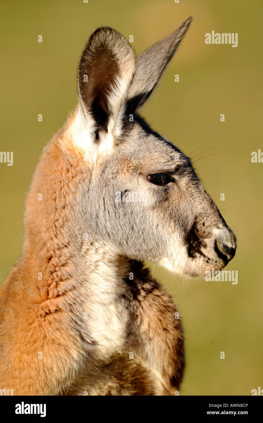 Macropus rufus kangoroo (rouge) Banque D'Images