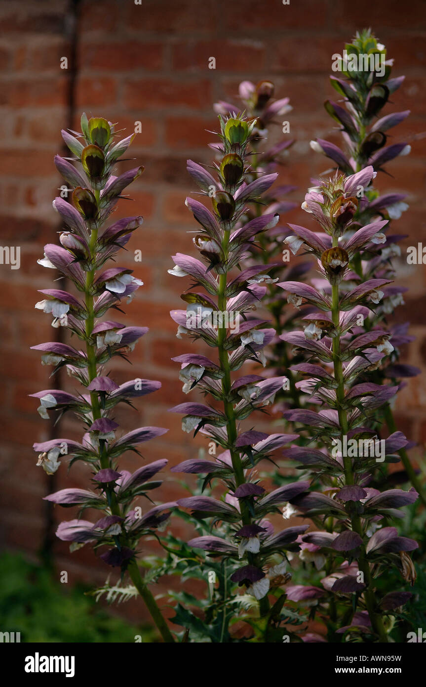 Culotte d'ours hongrois (Acanthus hungaricus) Banque D'Images