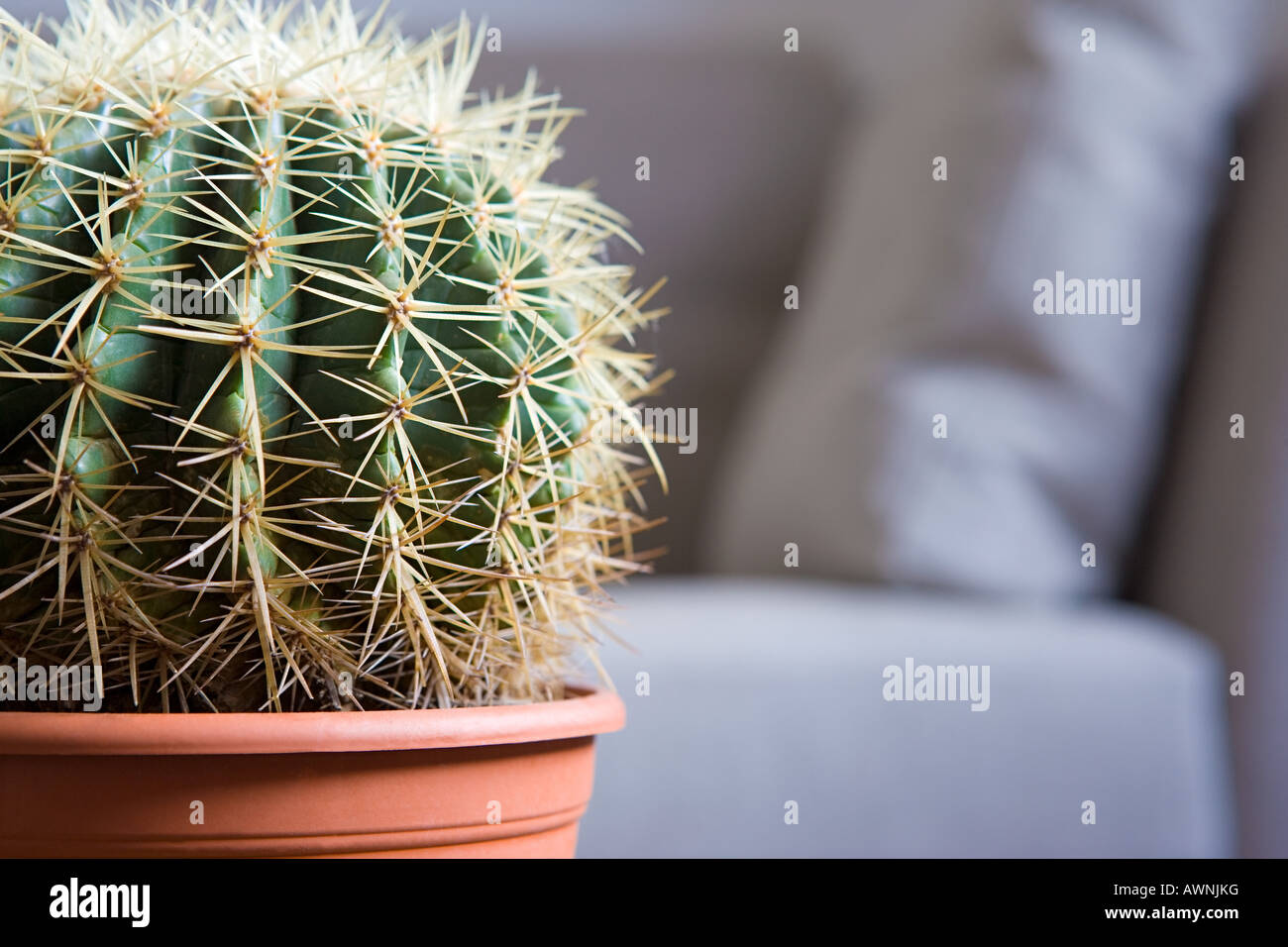 Cactus Banque D'Images