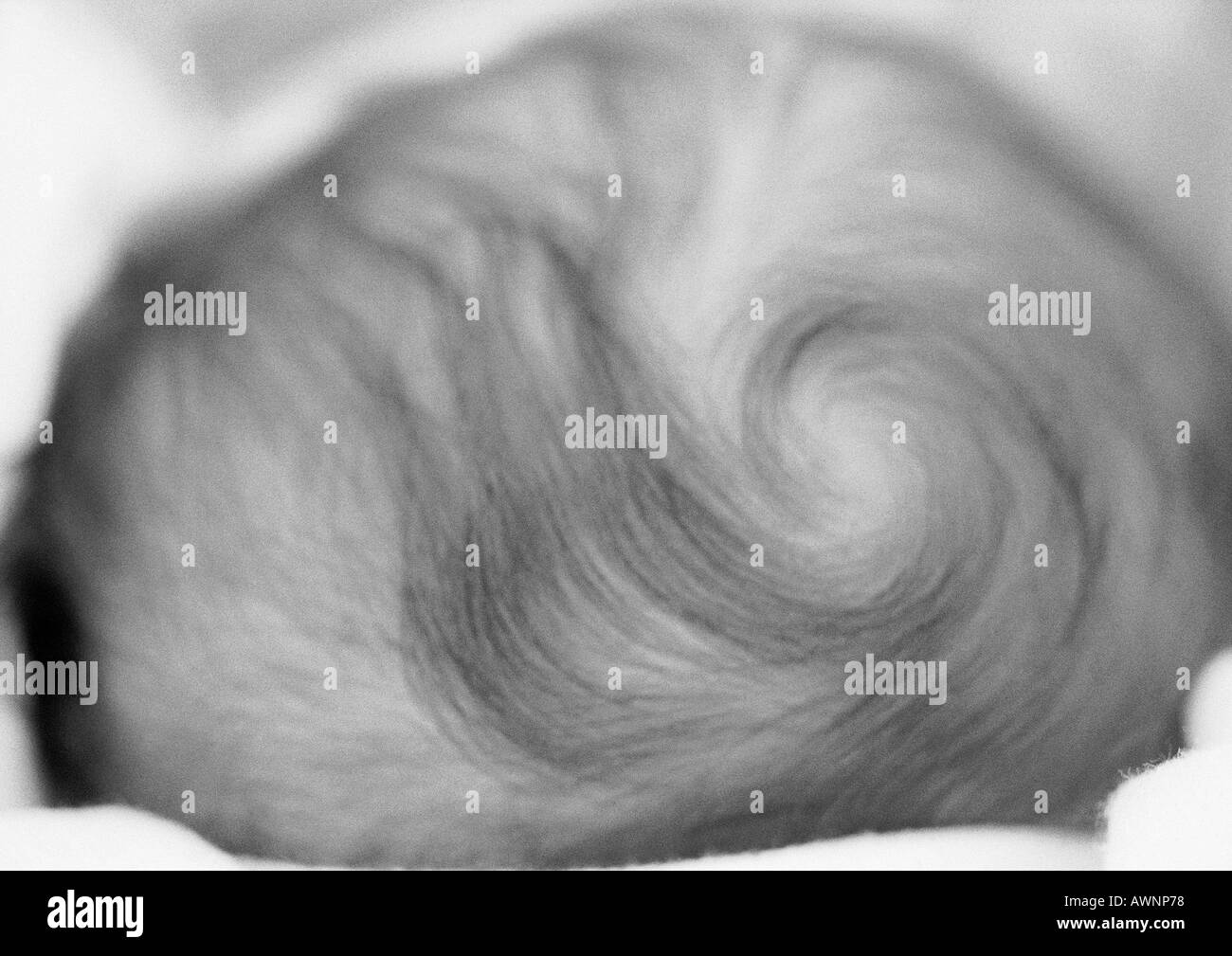 Haut De La Tete De Bebe Avec Les Cheveux En Turbulence Close Up B W Photo Stock Alamy