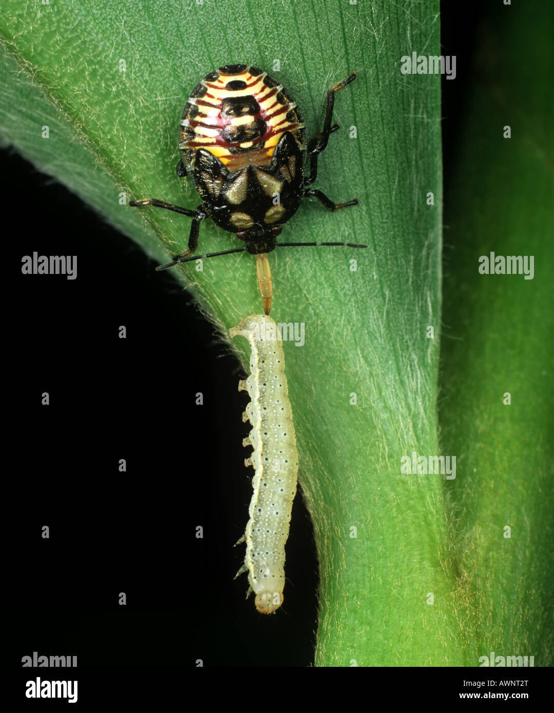 Petatomid Podisus maculiventris prédateurs bug nymphe immatures se nourrissent d'une espèce de tomate Caterpillar Banque D'Images