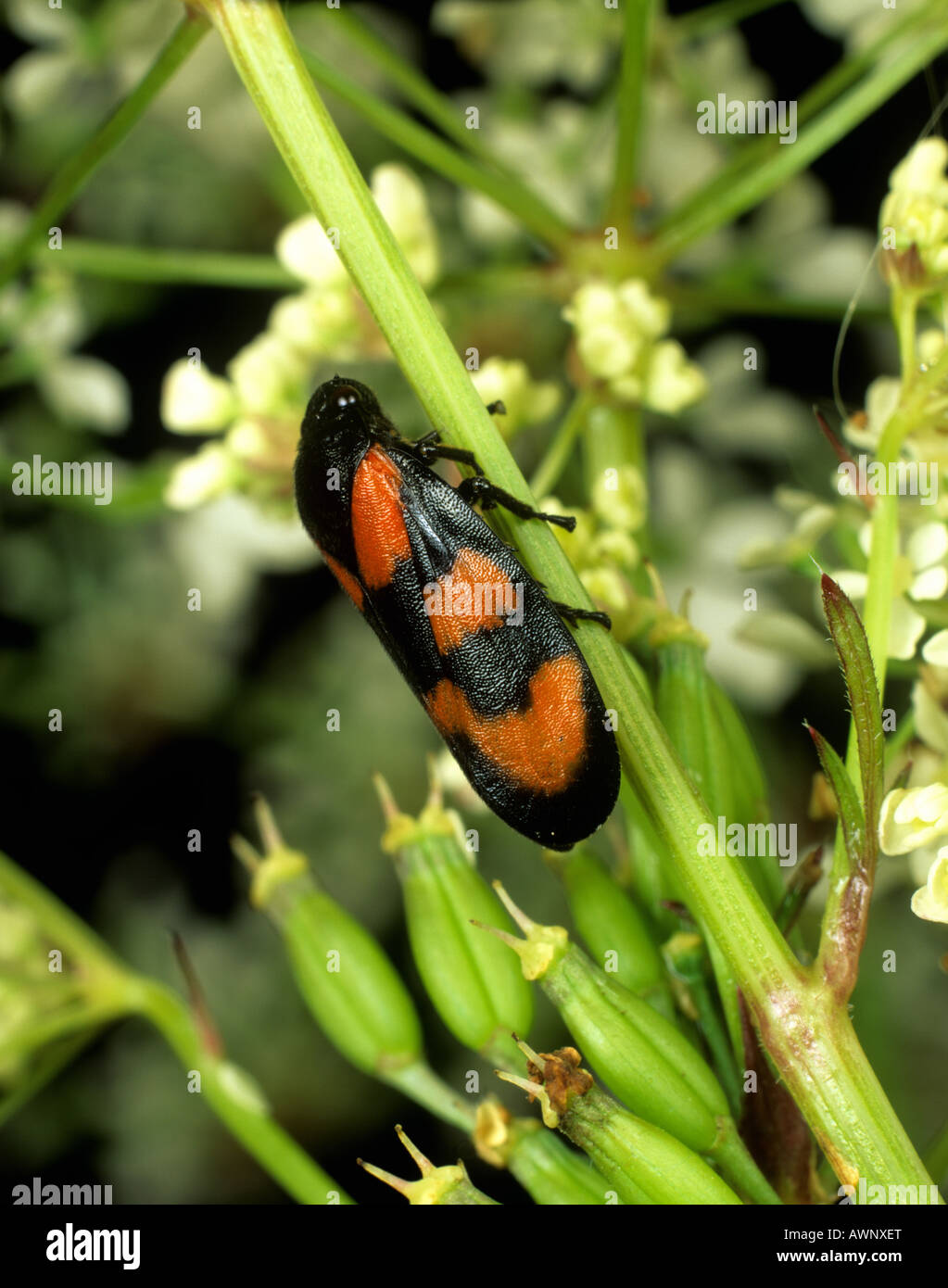 Un rouge et noir froghopper Cercopis vulnerata adulte sur un umbellifer flower Banque D'Images