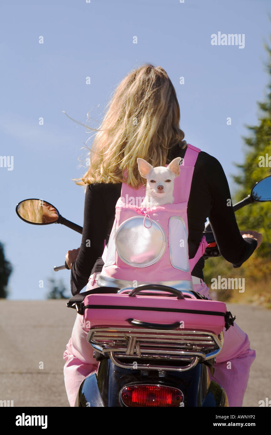 Femme portant son chien dans un sac à dos sur un scooter Photo Stock - Alamy