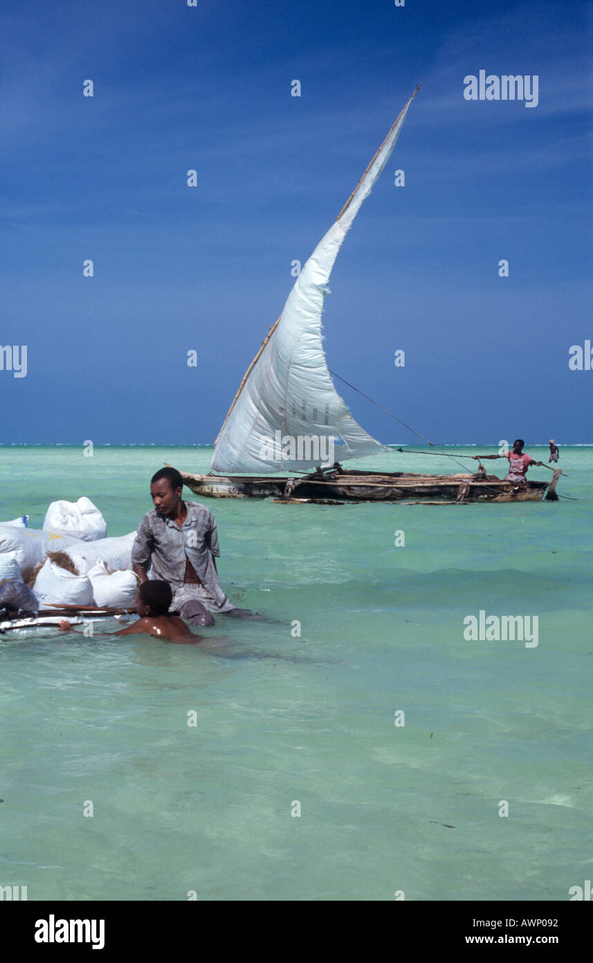 Les garçons locaux sur un radeau en aidant à la récolte des algues sur Jambiani Zanzibar, Tanzanie Banque D'Images