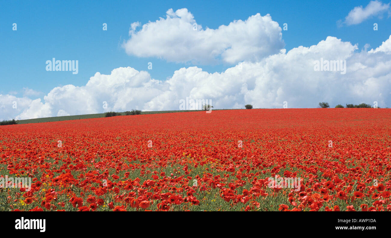 Une masse de coquelicots rouges Chilterns Bucks Banque D'Images
