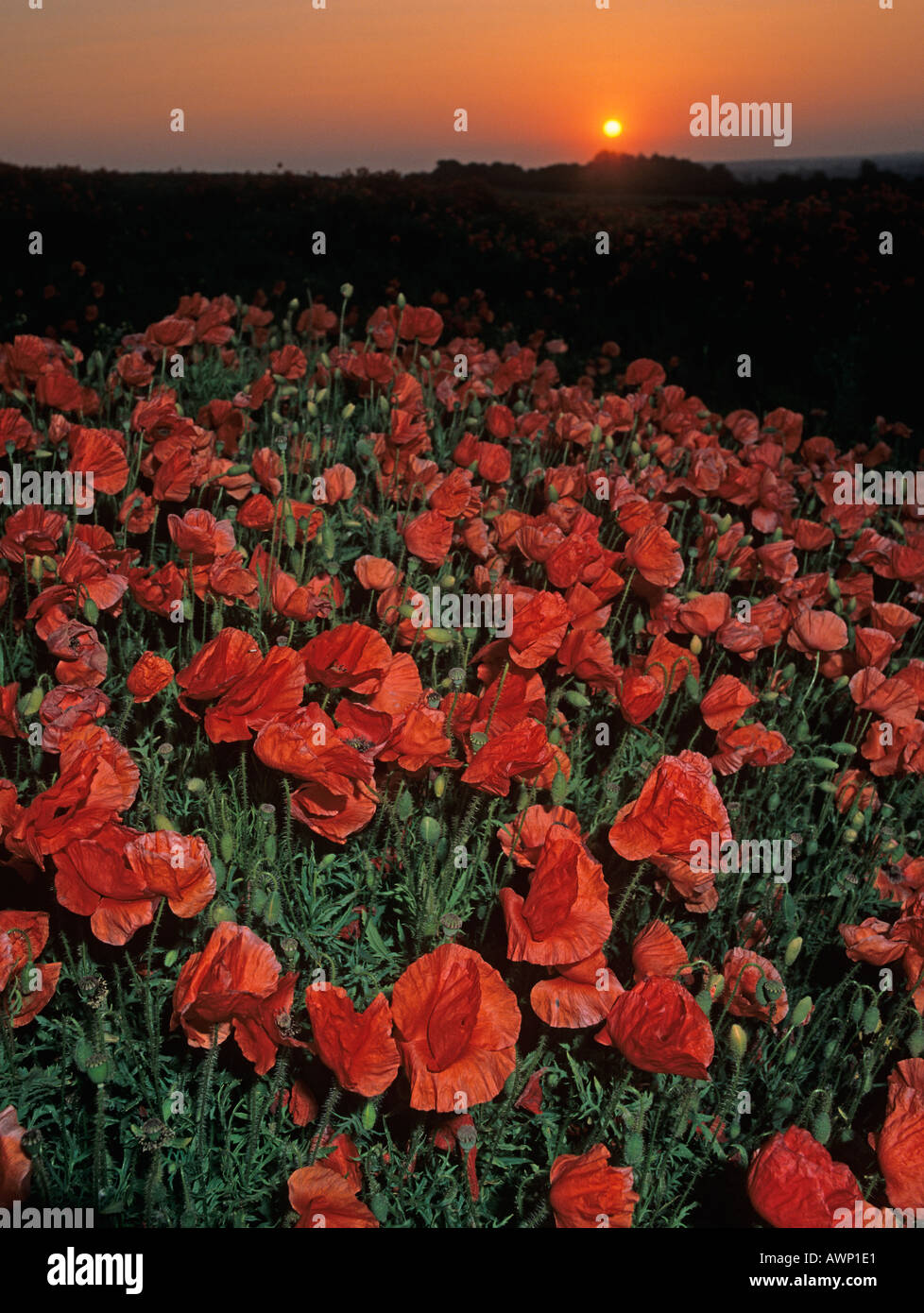 Une masse de coquelicots Chilterns dans lumière du soir Banque D'Images