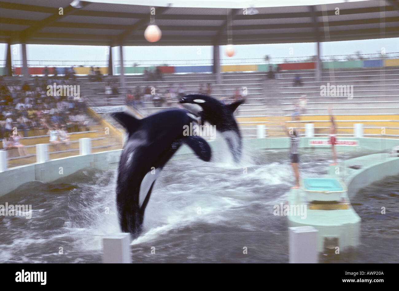 Les baleines orca Orcinus orca jumping show marine des années 1970 ou 1980 Banque D'Images