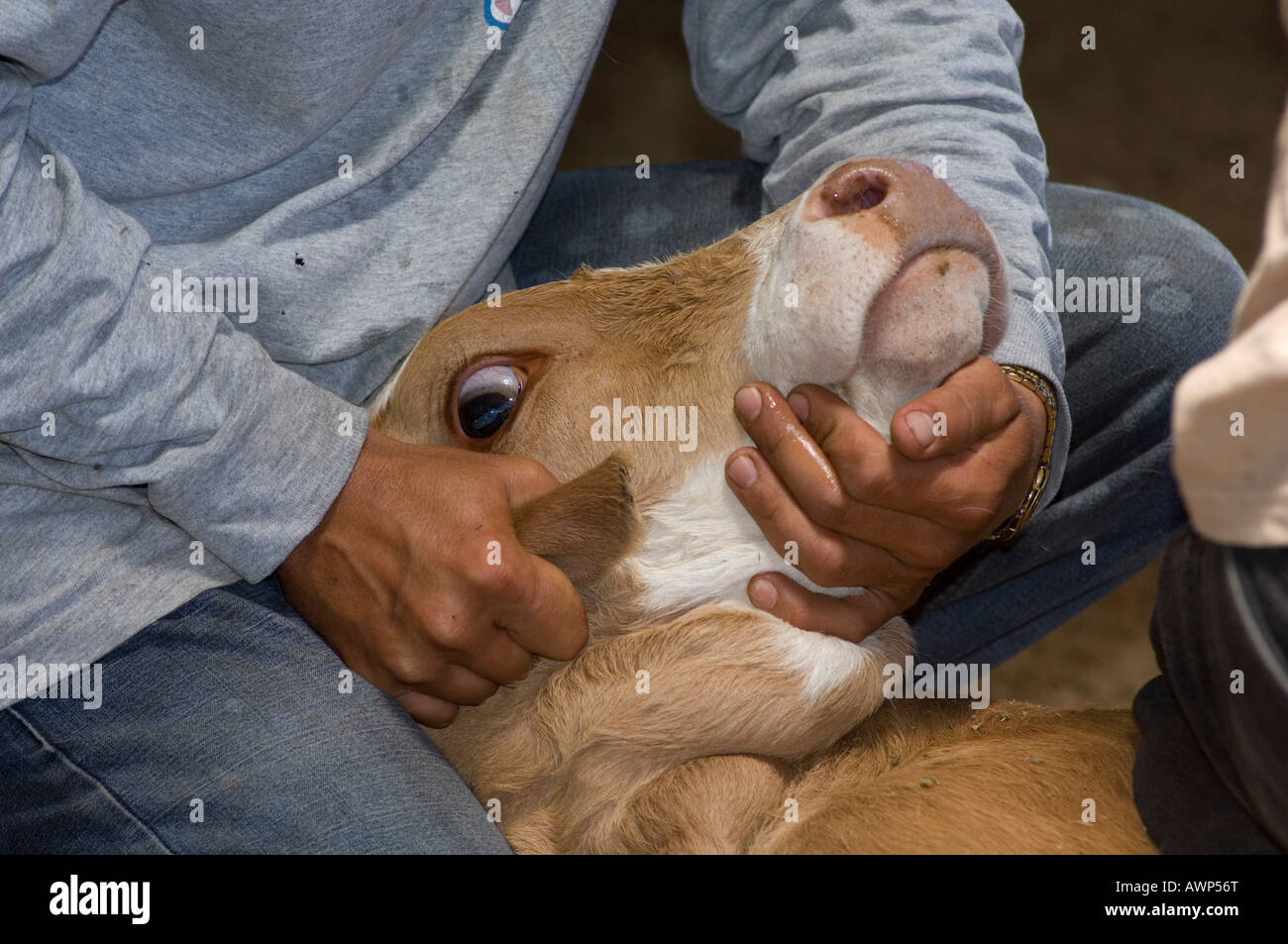 Veau portant, sur le point d'être stigmatisée et marqués à l'oreille, le Costa Rica, Amérique Centrale Banque D'Images