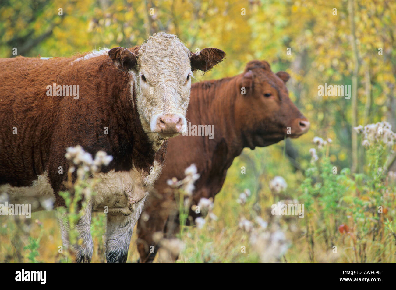Les couleurs de l'automne 20 bovins à viande Banque D'Images