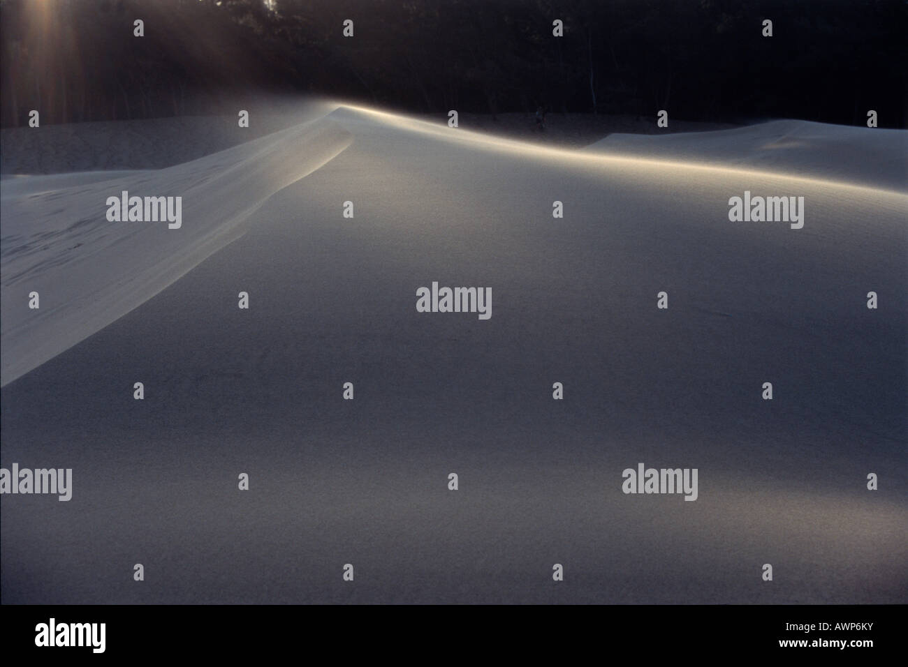 Vent qui souffle sur une dune dans la Réserve Naturelle De Hoop, Afrique du Sud, l'Afrique Banque D'Images