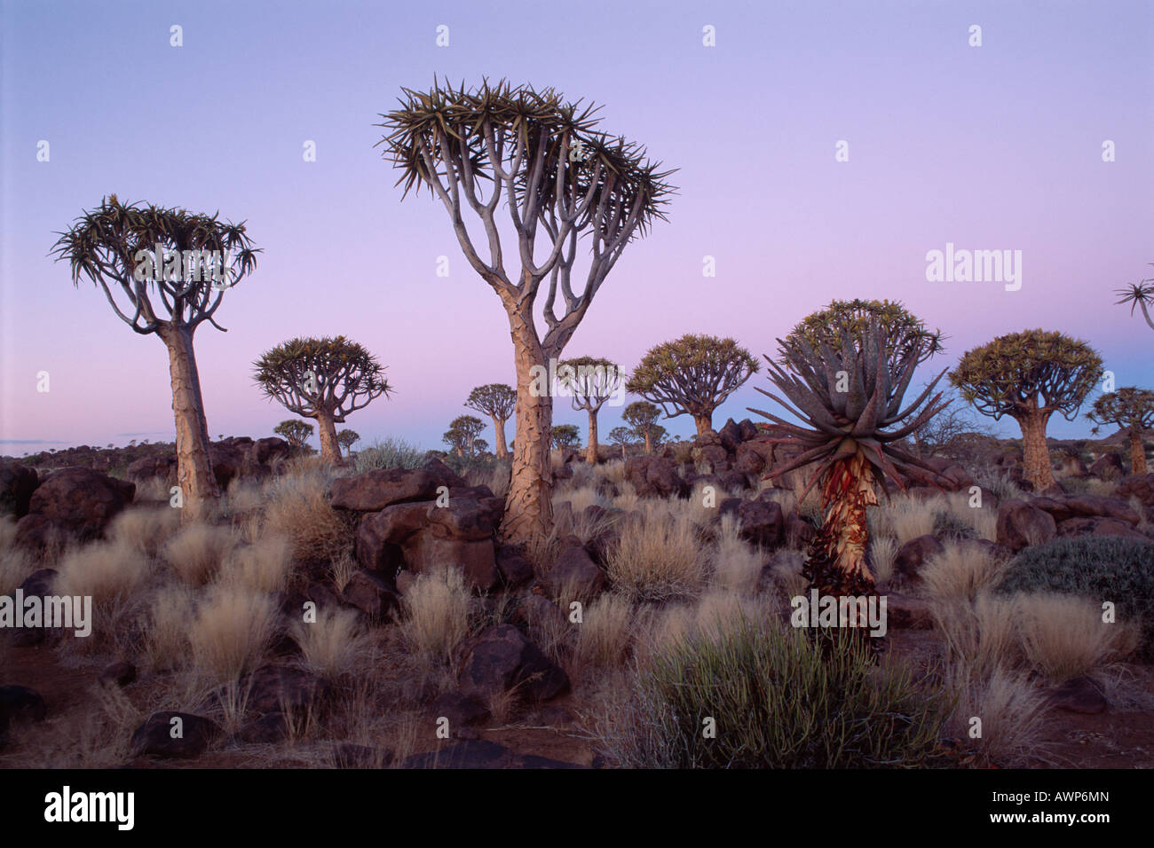 Arbres carquois (Aloe dichotoma) au crépuscule, Ferme Gariganus, Namibie, Afrique Banque D'Images