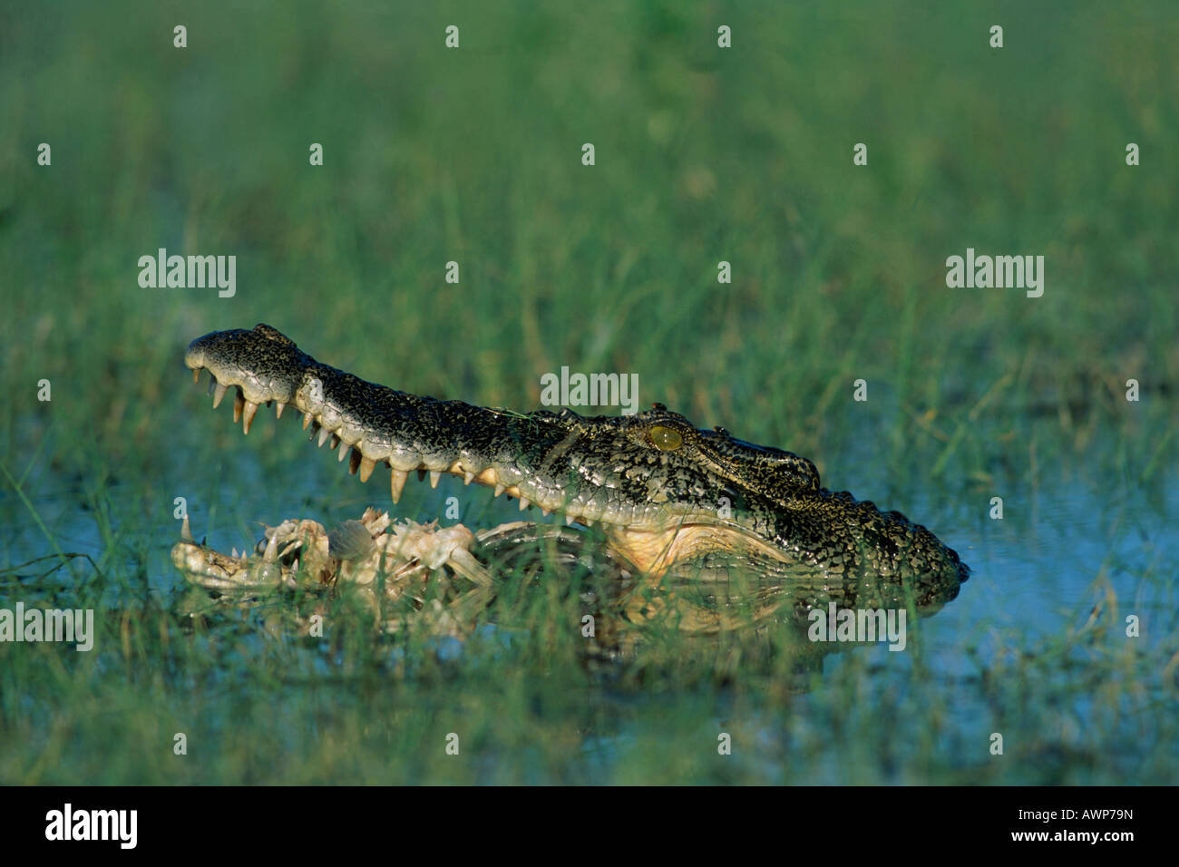 Saltwater Crocodile (Crocodylus porosus) manger un poisson mort, le Kakadu National Park, Territoire du Nord, Australie, Océanie Banque D'Images