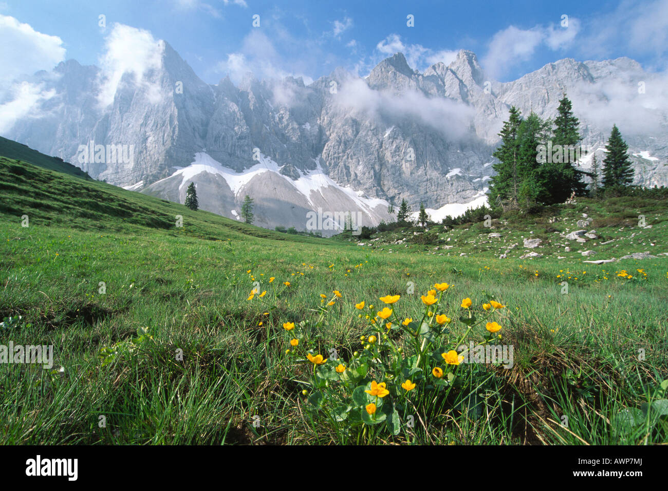 Les soucis des marais (Caltha palustris) au printemps, la gamme Karwendel au Nord, Tyrol, Autriche, Europe Banque D'Images