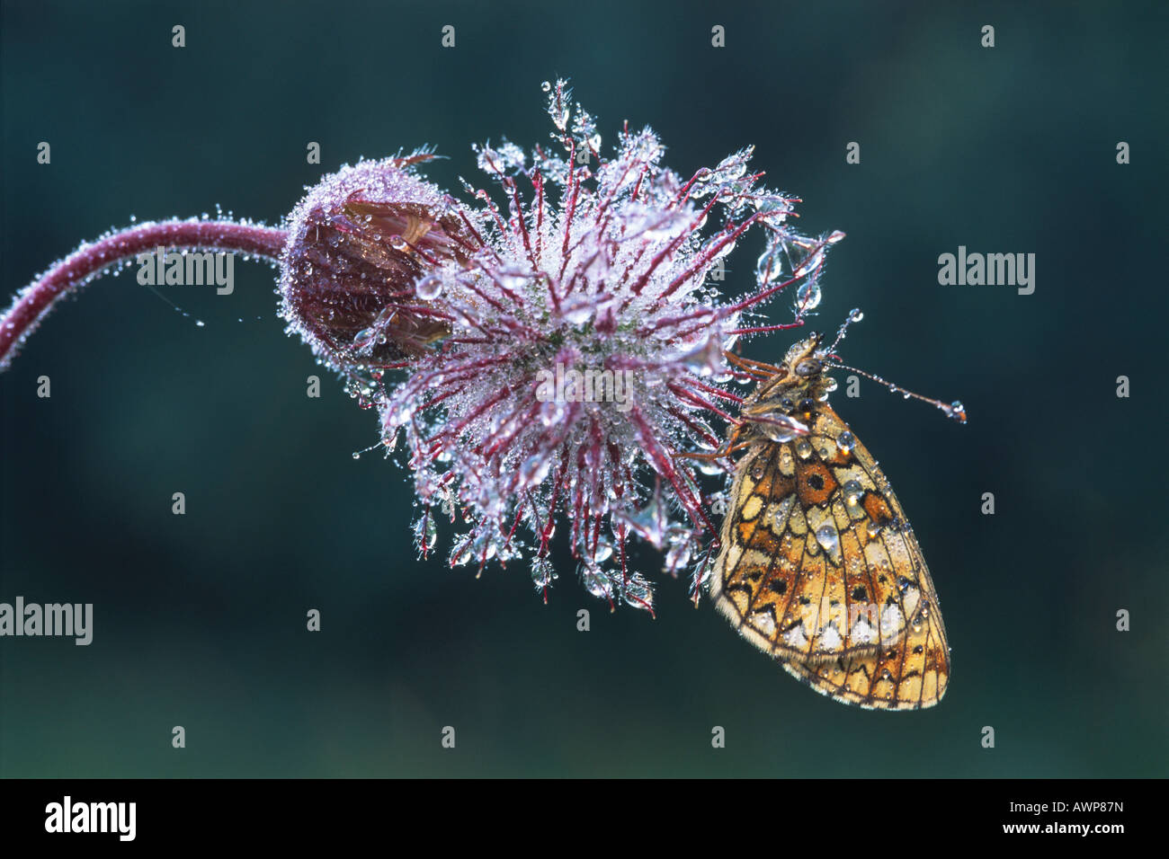 Petite perle-bordé Fritillary butterfly (Boloria selene) perché sur la fleur flétrie d'une Benoîte de l'eau (Geum rivale) couvrir Banque D'Images