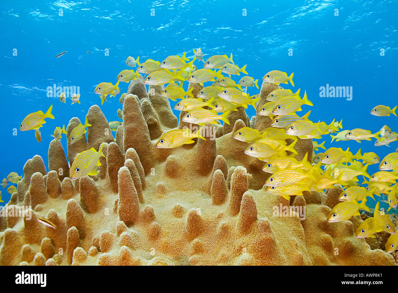 Des grognements, des Français de scolarisation Johnrandallia Flavolineatum, et l'achigan à petite bouche, des grognements, Johnrandallia chrysargyreum, pilier de corail, Bahamas Banque D'Images