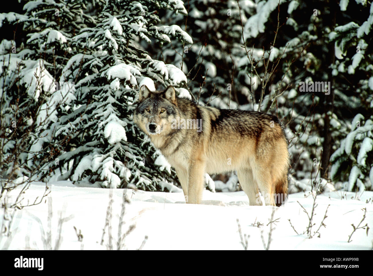 Loup des bois 1 Banque D'Images