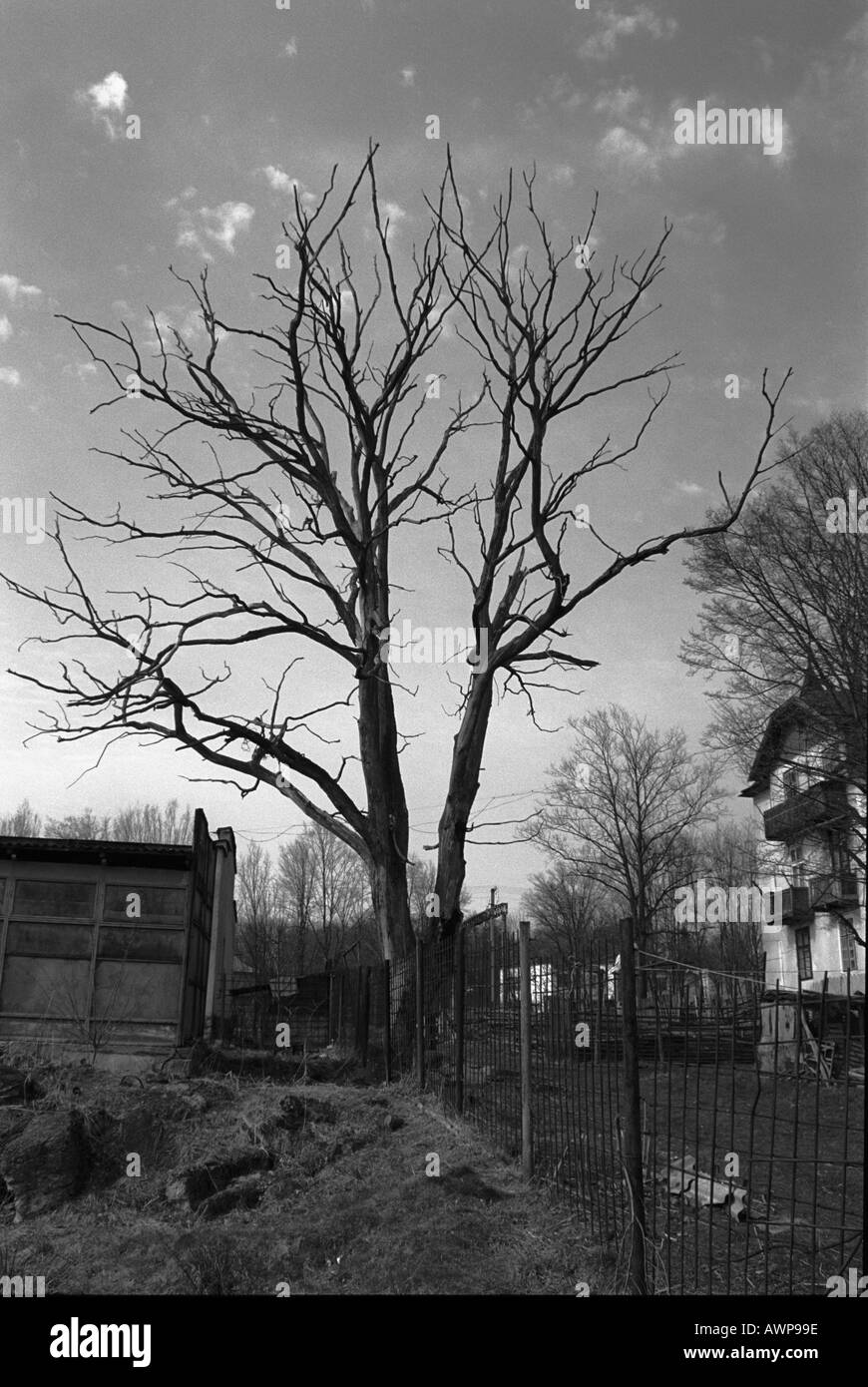 Vieille maison Morshin façon cottage road pauvres Vieil arbre mort aucune clôture mur die feuille Banque D'Images