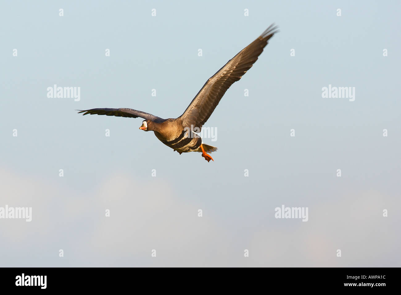 L'Oie rieuse Anser albifrons blanc volant bas avec ciel bleu Norfolk Banque D'Images