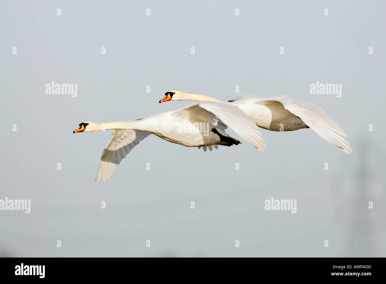 Le Cygne tuberculé Cygnus olor en vol avec beau ciel bleu Welney Norfolk Banque D'Images