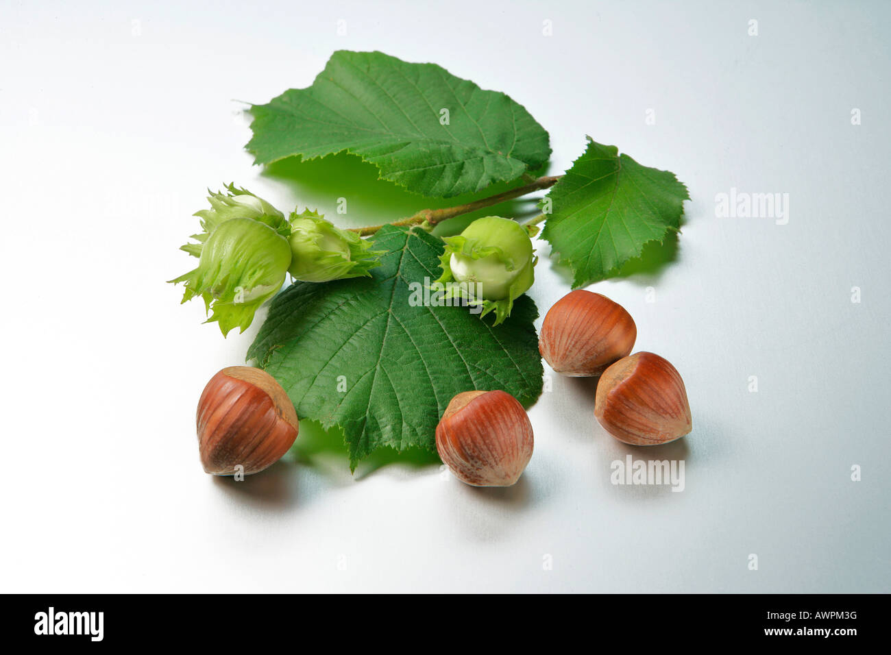 Les feuilles avec des noisettes (Corylus avellana) Banque D'Images
