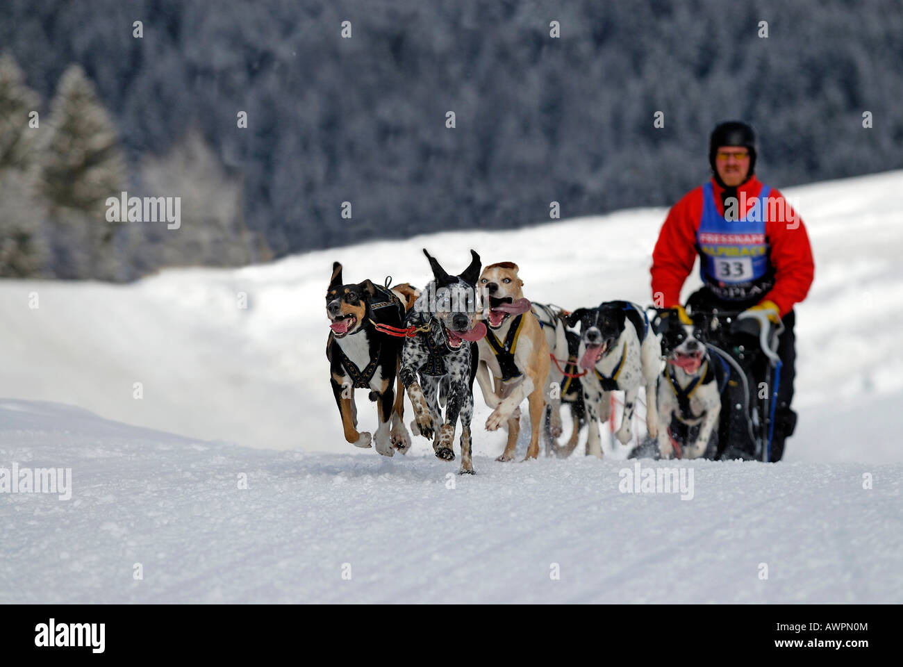 L'équipe de chien de traîneau en hiver, au 93, Bavaria, Germany, Europe Banque D'Images