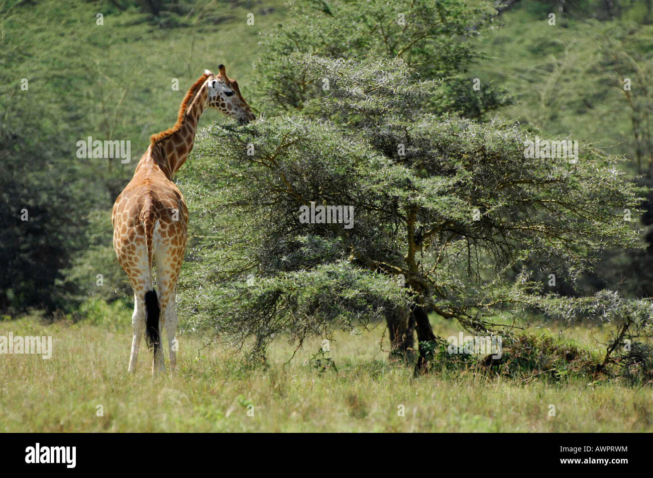 Les Masais Girafe (Giraffa camelopardalis tippelskirchi), le lac Nakuru, Kenya, Africa Banque D'Images