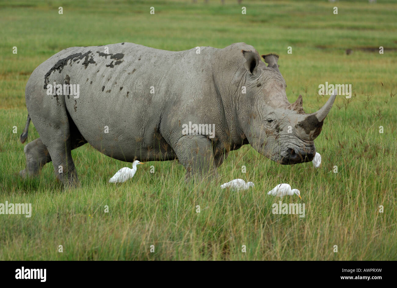 Le Rhinocéros noir (Diceros bicornis) dans son habitat naturel avec des hérons, le lac Nakuru Kenya Afrique Banque D'Images