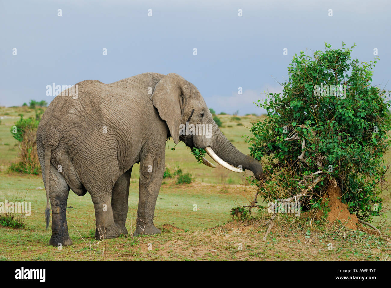 L'éléphant africain (Loxodonta africana) alimentation, Masai Mara, Kenya, Afrique du Sud Banque D'Images