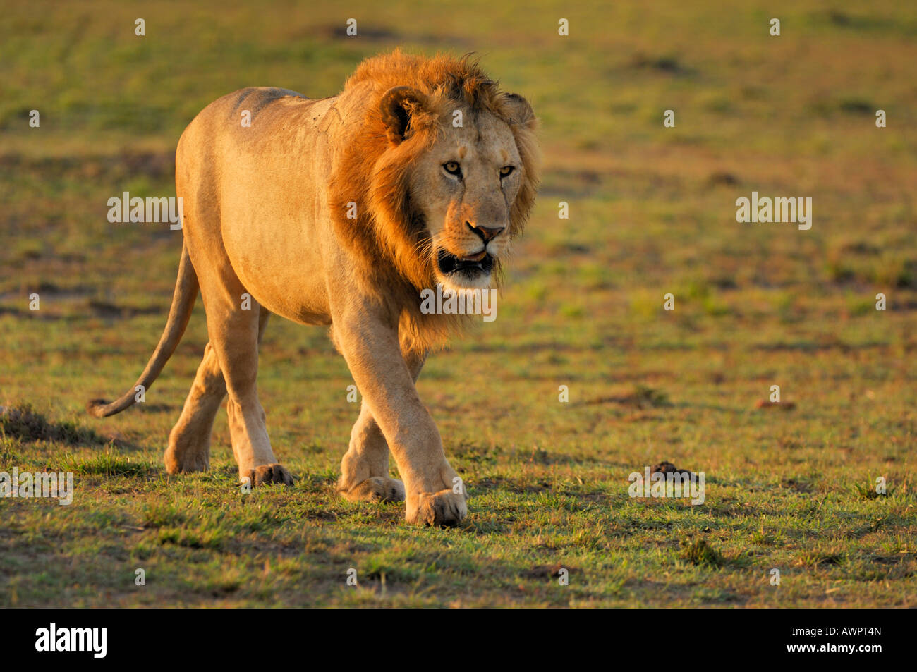 Lion (Panthera leo) dans la lumière du matin, Masai Mara, Kenya, Afrique Banque D'Images