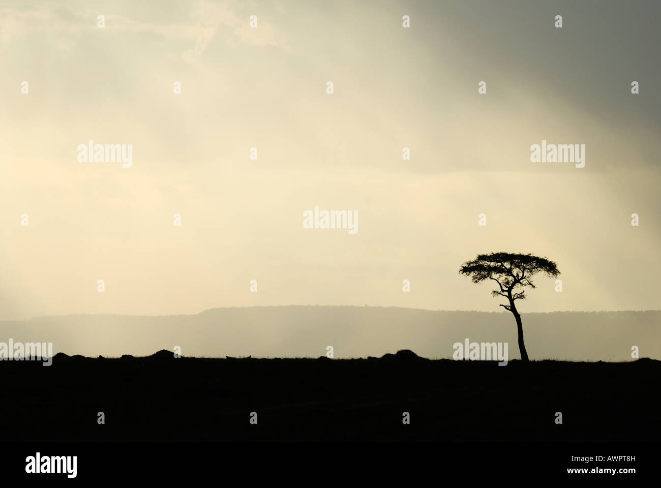 Sentiment d'orage, Masai Mara, Kenya, Afrique Banque D'Images