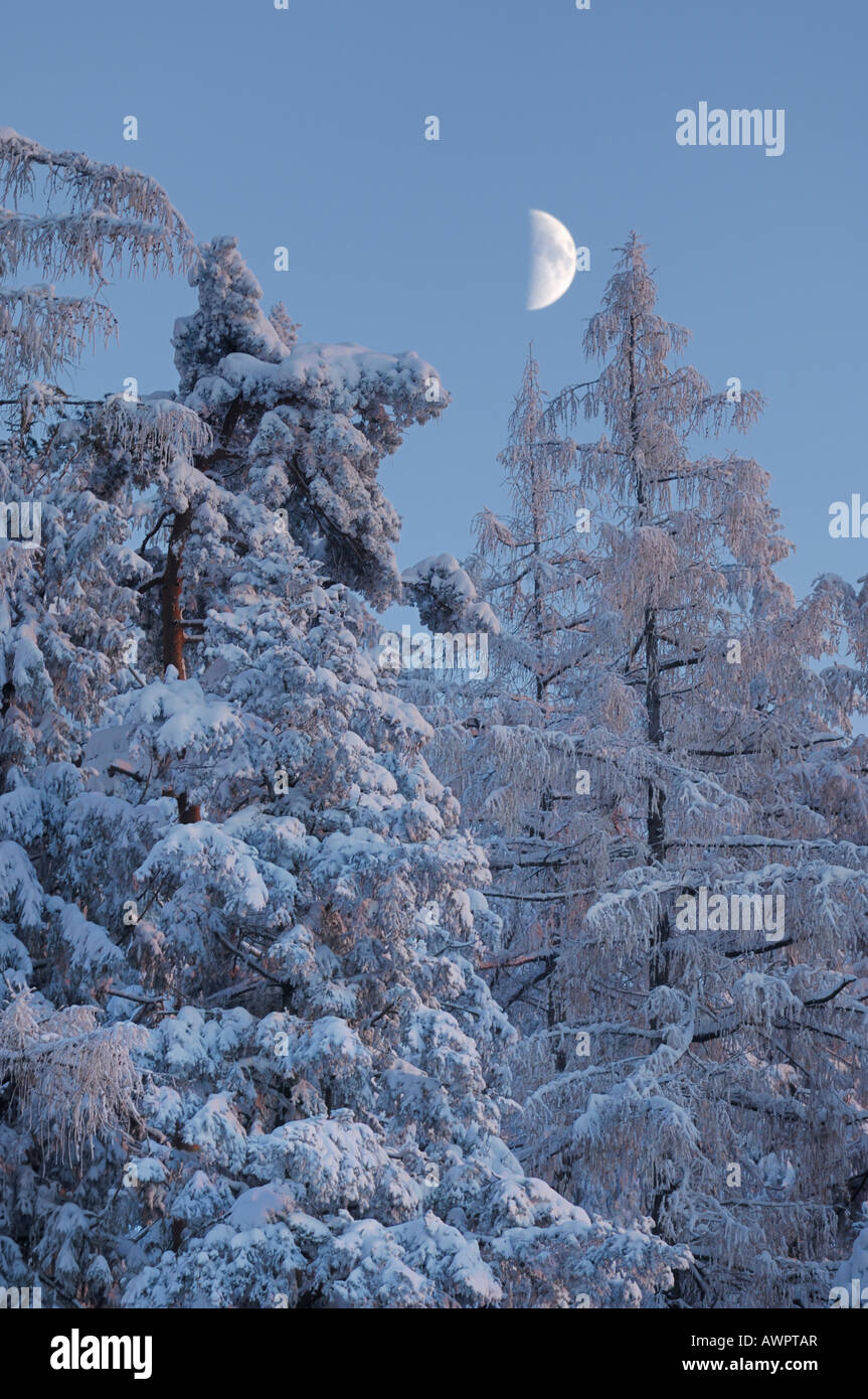 Atmosphère hivernale peu avant le coucher du soleil, lune croissante, Mt. Zugerberg, Suisse, Europe Banque D'Images