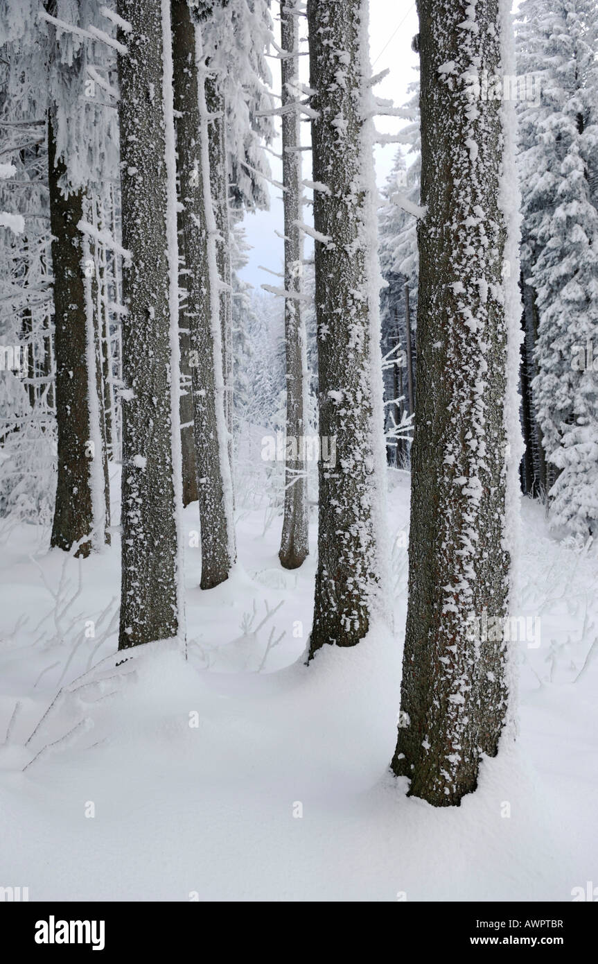 La forêt couverte de neige au pied de Mt. Pilatus, Lucerne, Suisse, Europe Banque D'Images