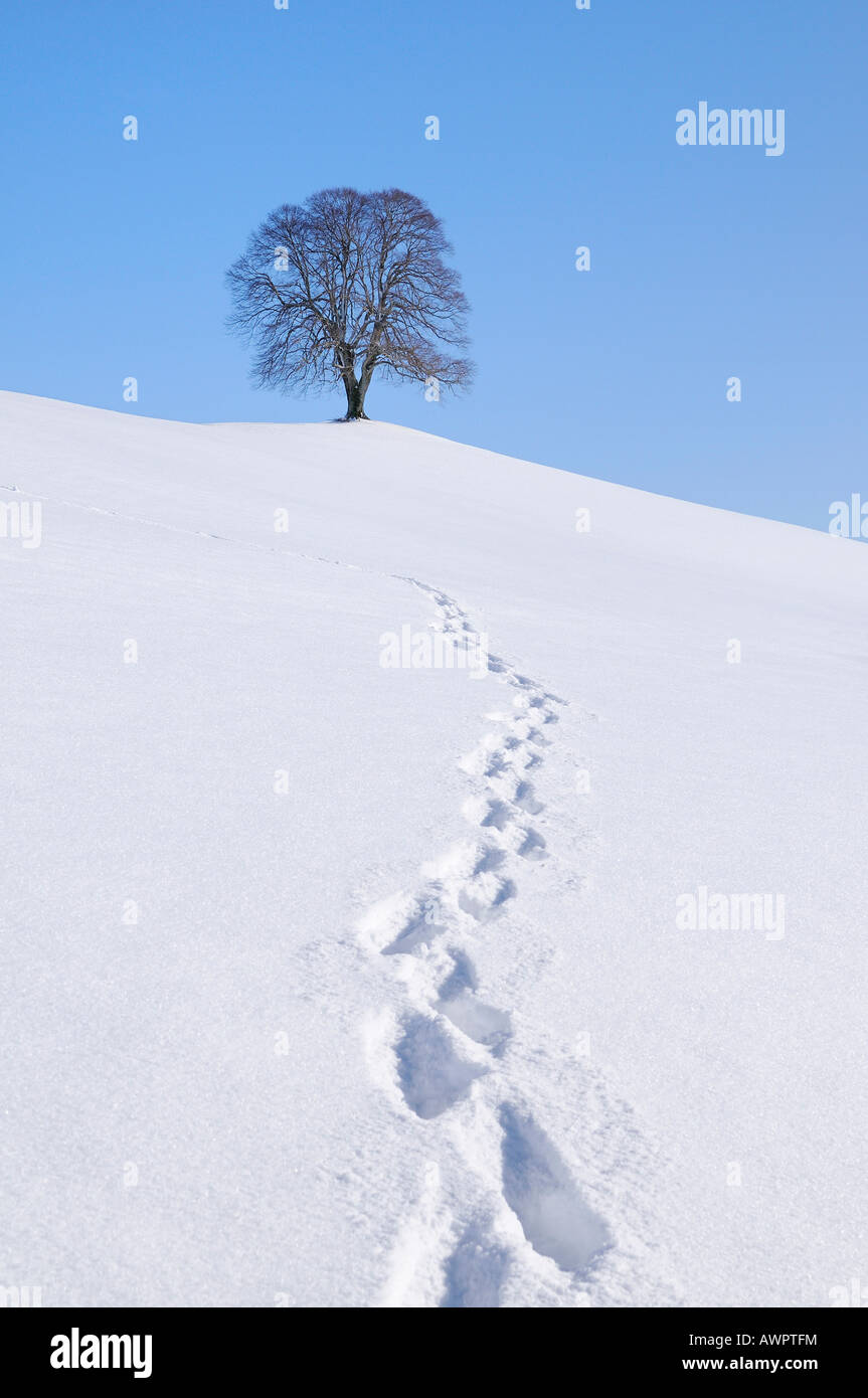 Des traces de pas dans la neige, Linden ou tilleul (Tilia) sur une colline, hiver, Hirzel, Zurich, Switzerland, Europe Banque D'Images