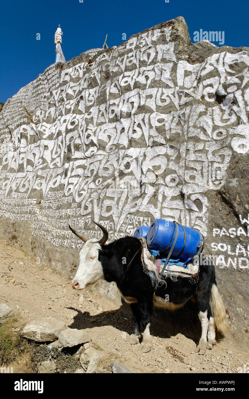 Yak et mani stone à Namche Bazar, parc national de Sagarmatha, Khumbu, Népal Banque D'Images