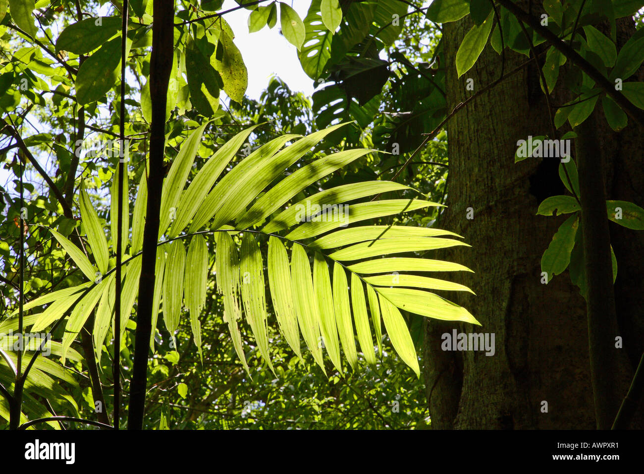 GUATEMALA Détail de la végétation de la jungle de Tikal photo C Sean Sprague 2006 Banque D'Images