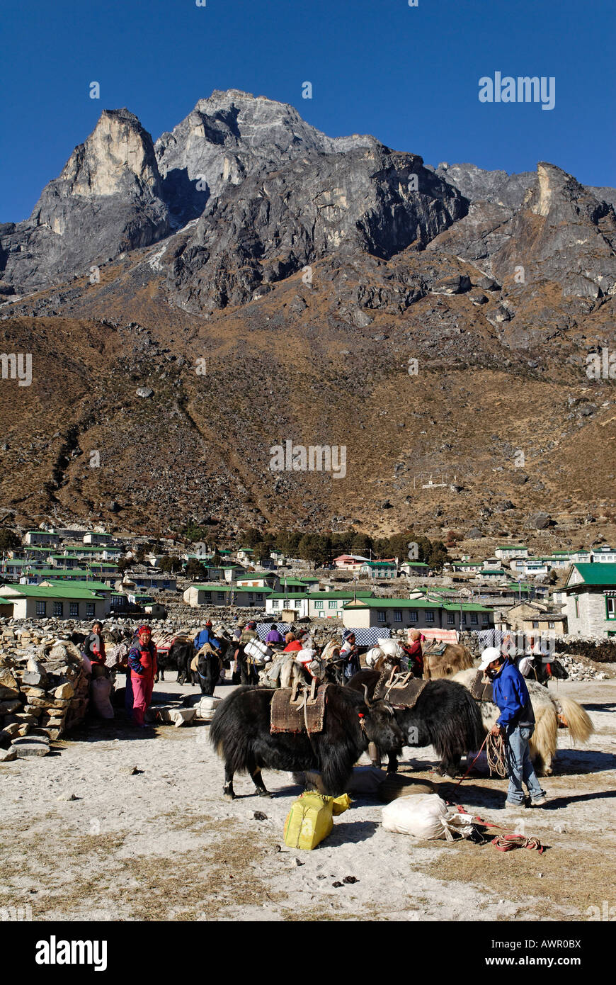 Caravane de yaks tibétains au village Sherpa, Khumjung sainte montagne Khumbi Yul Lha (Khumbila, 5761), Parc national de Sagarmatha, Khumb Banque D'Images