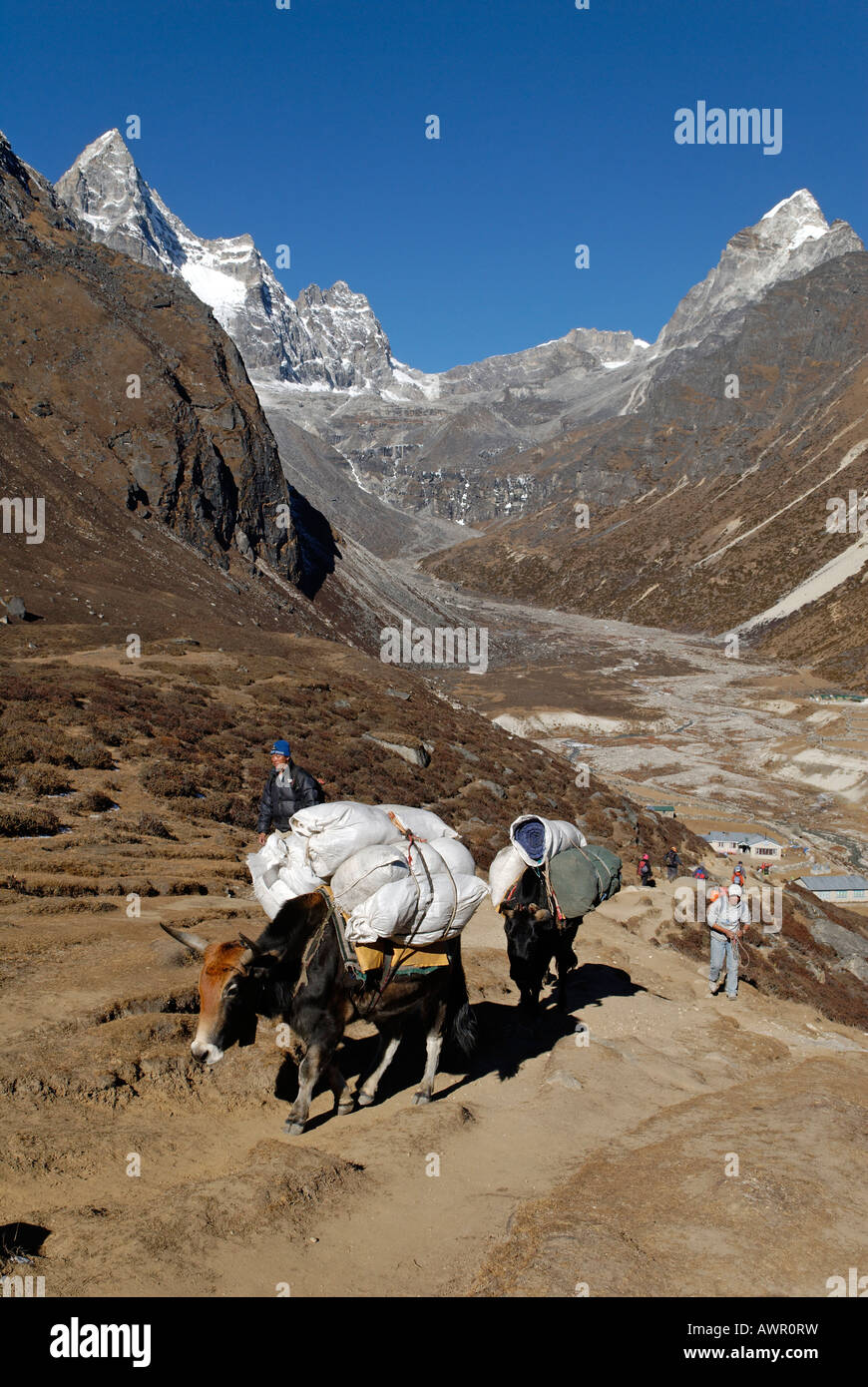 Caravane de yaks au-dessus de Machhermo, village Sherpa, parc national de Sagarmatha (Népal Khumbu Himal Banque D'Images