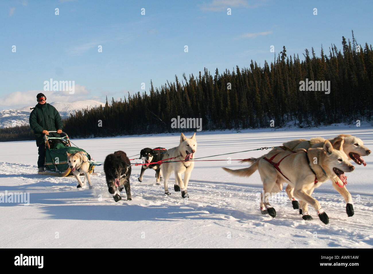 Les chiens de traîneau, harnais, et conducteur de traîneau, fleuve Yukon, Territoire du Yukon, Canada Banque D'Images