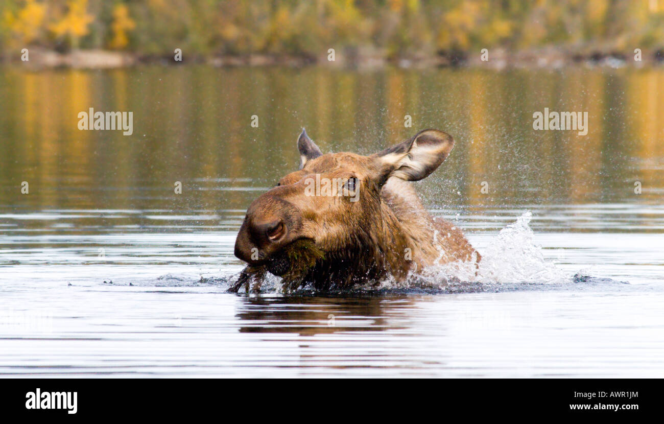 Portrait, l'orignal ou élan gc (Alces alces) dans Big Salmon Lake, manger, Territoire du Yukon, Canada Banque D'Images