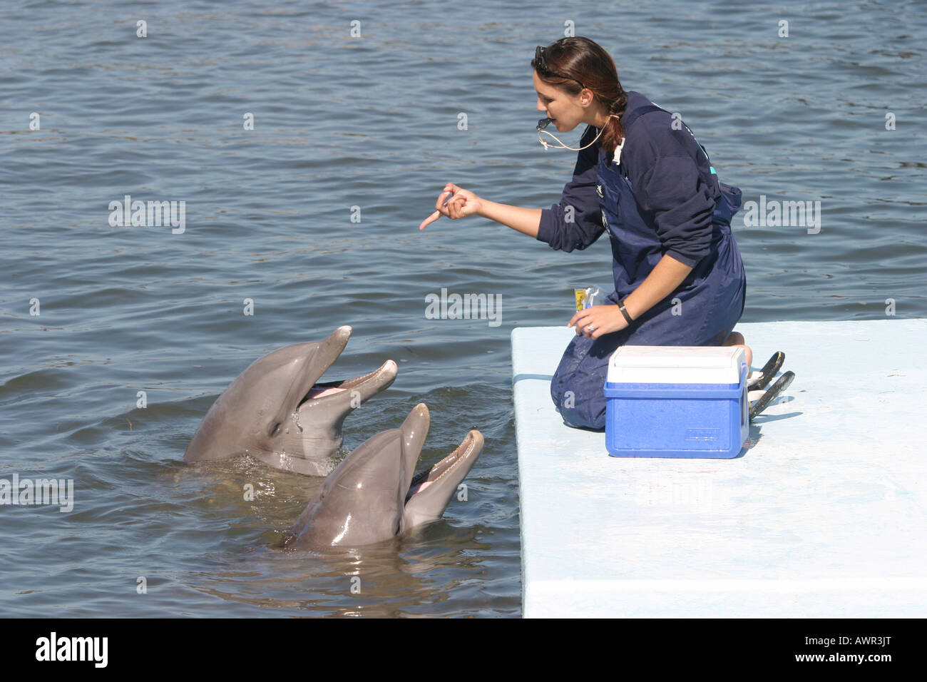 Deux dauphins avec formateur au Dolphin Research Center en Floride, USA Banque D'Images