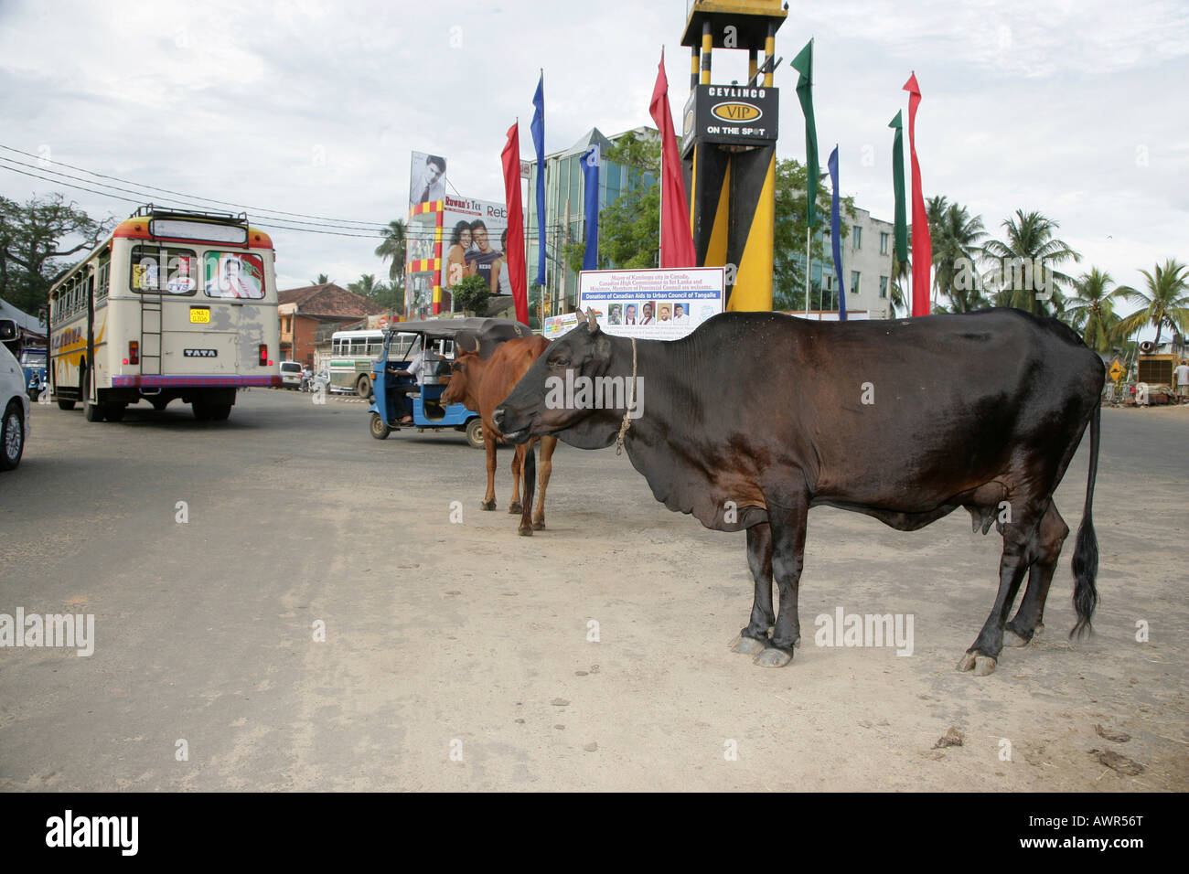 Les vaches dans les rues de Tangalle, au Sri Lanka, en Asie Banque D'Images