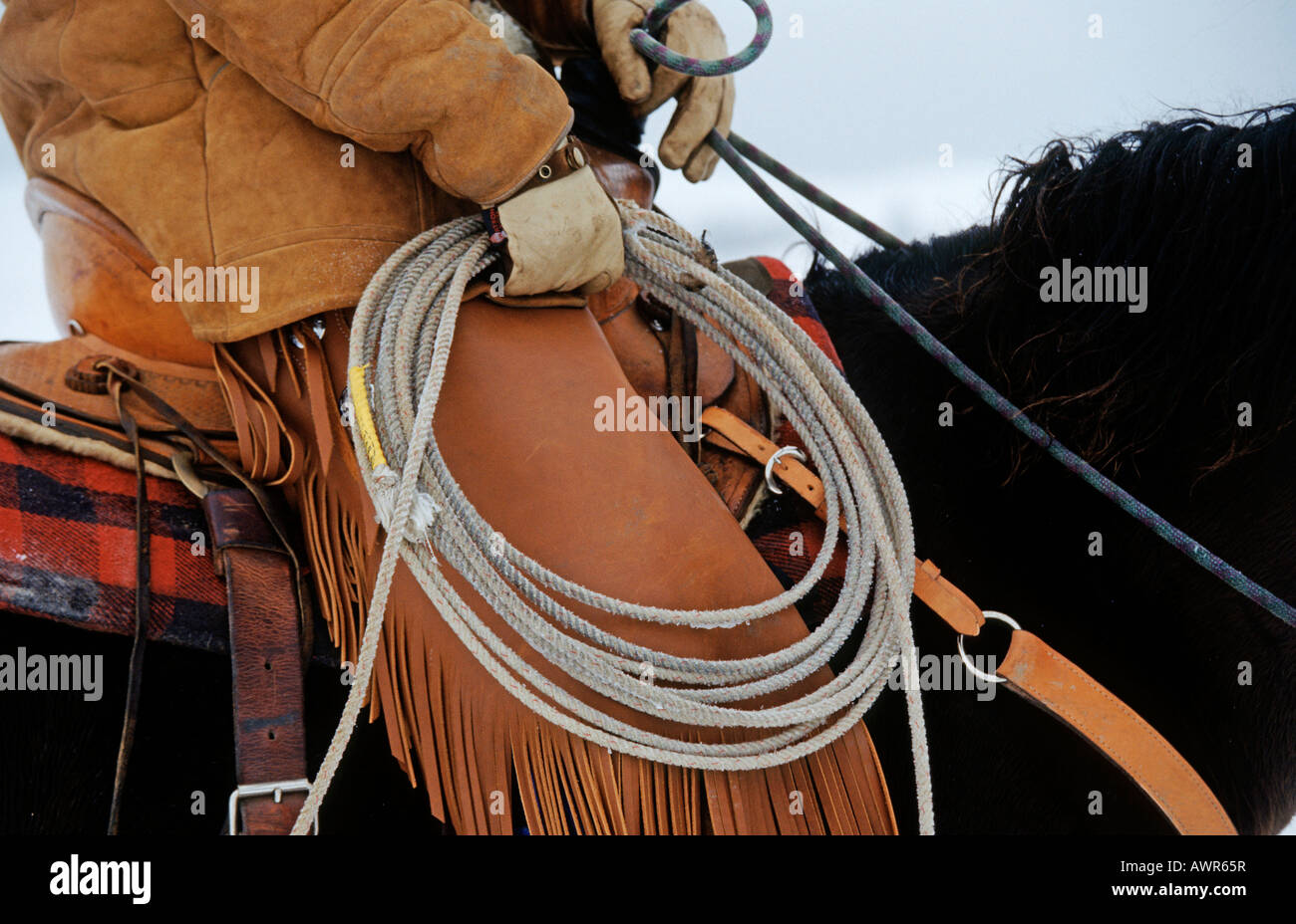 Sur un cheval avec selle et lasso Banque D'Images