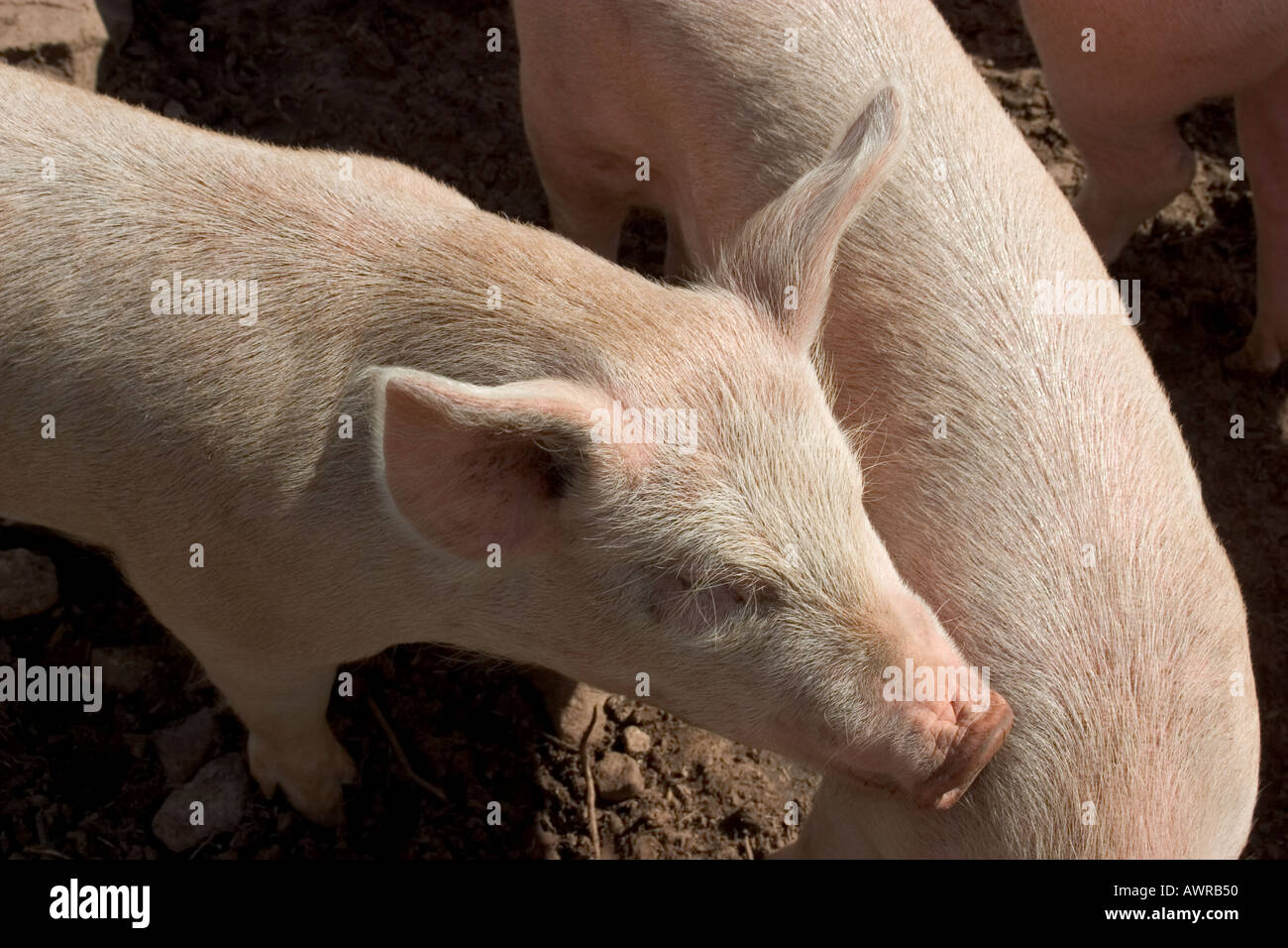 Les jeunes porcs en liberté Banque D'Images